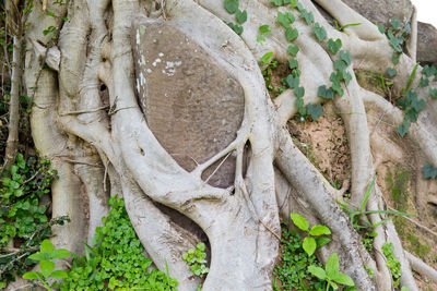 Close-up of tree trunk