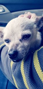 Close-up portrait of dog relaxing