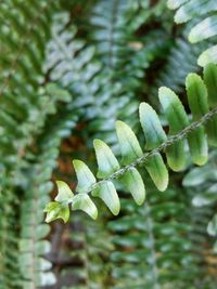 Close-up of plant growing outdoors