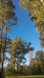 Low angle view of trees in forest against clear blue sky
