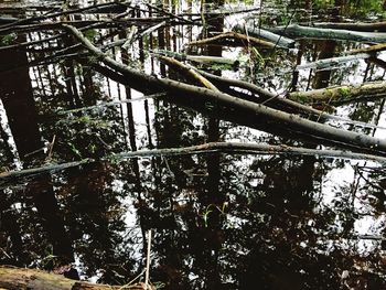 Low angle view of trees in forest