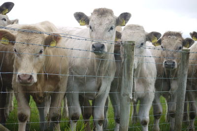 Cows standing by fence at shade