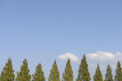 Low angle view of trees against clear blue sky