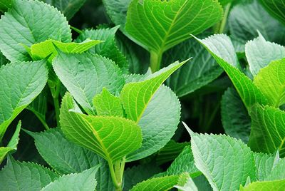 Full frame shot of fresh green leaves