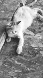 High angle portrait of cat relaxing outdoors