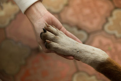 Dog paw in a hand 