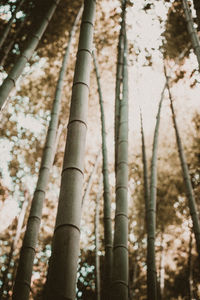 Bamboo trees in forest