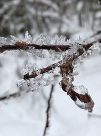 Close-up of frozen plant