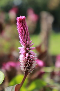 Close-up of pink flowering plant in park