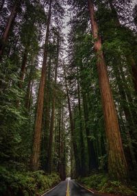 Empty road amidst trees in forest