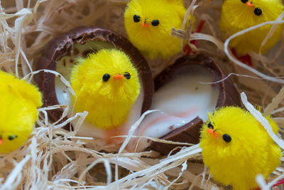 High angle view of birds in nest