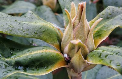 Close-up of cactus plant
