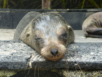 Close-up of sea lion sleeping on stone