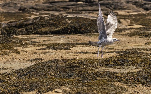 Close-up of bird on field