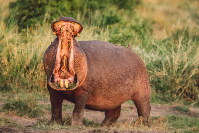 Hippopotamus on a field