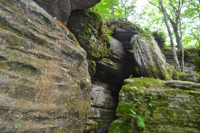 Moss growing on rock formation