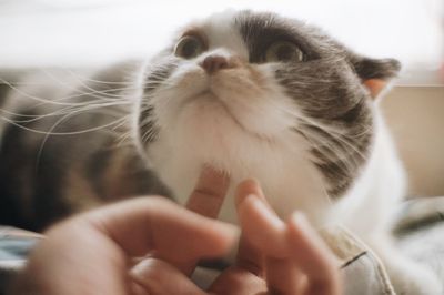 Close-up of cat with hand on kitten