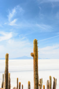 Cactus plants against blue sky