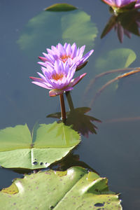 Close-up of lotus water lily in lake