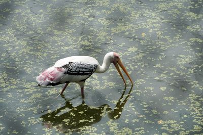 Bird perching on a lake