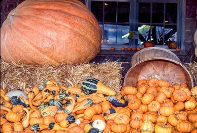 Close-up of pumpkins