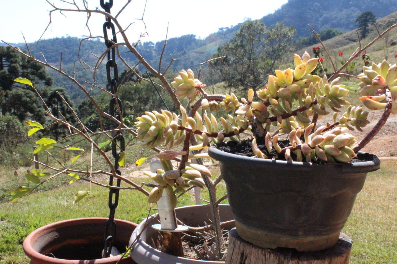 CLOSE-UP OF POTTED CACTUS FLOWER POT