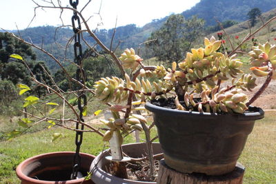 Close-up of potted cactus plant on field