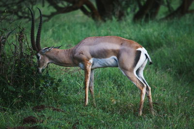 Side view of deer standing on field