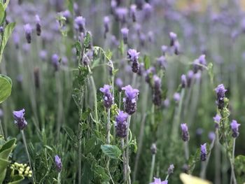 Close-up of purple flowering plants on field