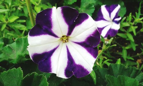 Close-up of purple flower