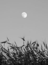 Low angle view of silhouette plants against sky at night