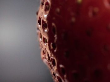 Close-up of human face against gray background