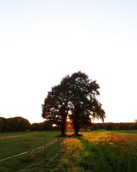 Tree on field against clear sky