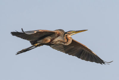 Low angle view of bird flying against clear sky