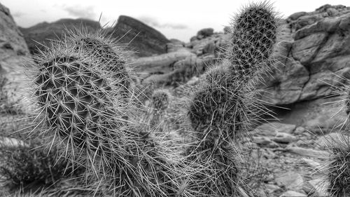 Close-up of cactus plant on field against sky