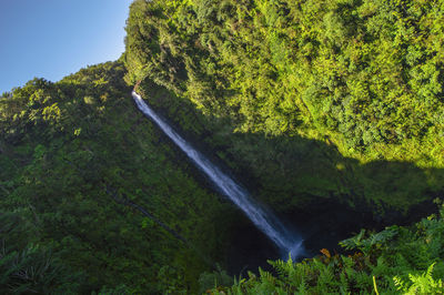 Scenic view of trees