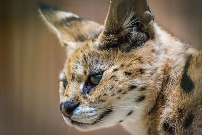 animal