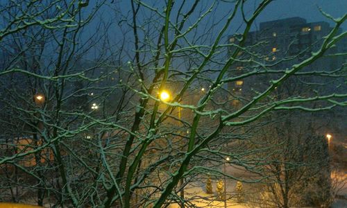 Illuminated bare trees at night