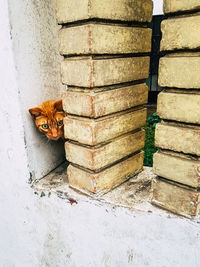 Portrait of cat relaxing on wall