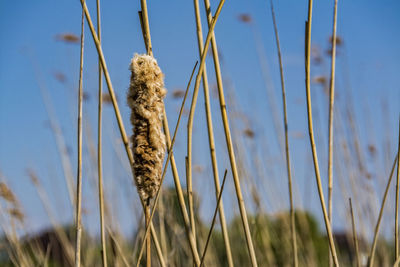 Dried plant on field against sky