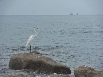 Bird on rock by sea against sky