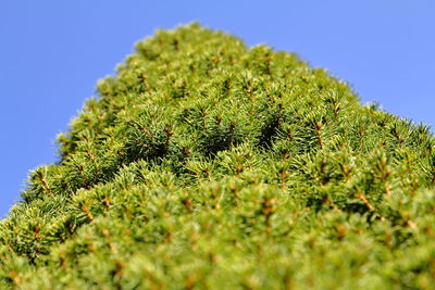 Close-up of green leaves against clear sky