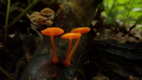 Close-up of orange mushroom growing on field