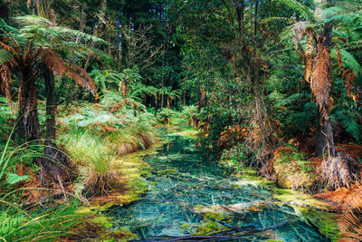 Plants and trees in forest