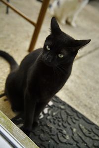 Close-up portrait of black cat