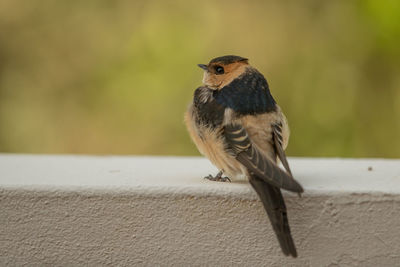 Close-up of bird perching on wall