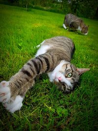 High angle view of cat relaxing on field