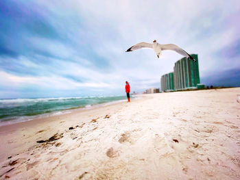 Seagull flying over beach