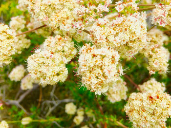 Close-up of white flowering plants