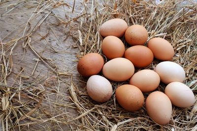 High angle view of eggs in nest